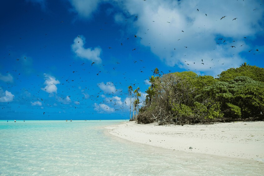 Picture 8 for Activity From Tahiti: Tetiaroa Island Tour by Sailing Catamaran