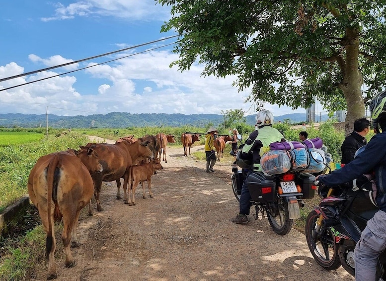 Picture 9 for Activity Ho Chi Minh to Hoi An - 8 Days Vietnam Motorbike Tour