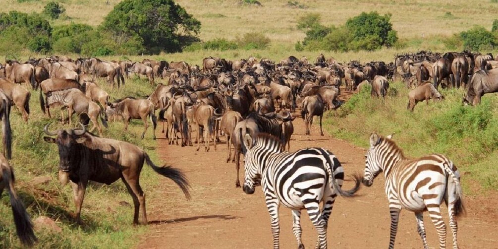 Picture 2 for Activity 3 Days Safari to Saltlick lodge From Nairobi