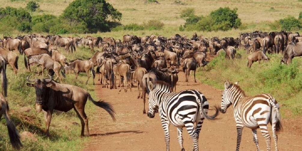 Picture 2 for Activity 3 Days Safari to Saltlick lodge From Nairobi