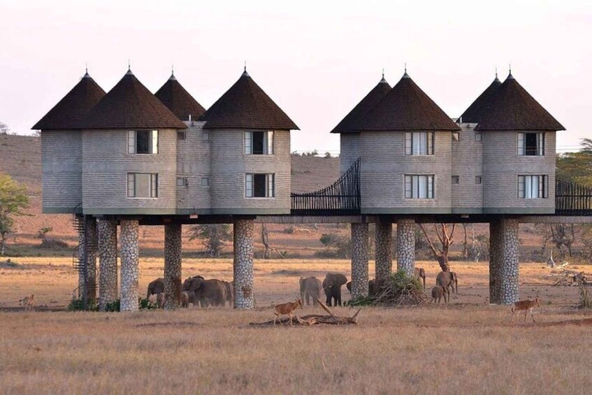 Picture 6 for Activity 3 Days Safari to Saltlick lodge From Nairobi