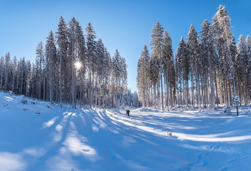 Picture 2 for Activity Mount Etna: Guided Snowshoeing Trekking Tour