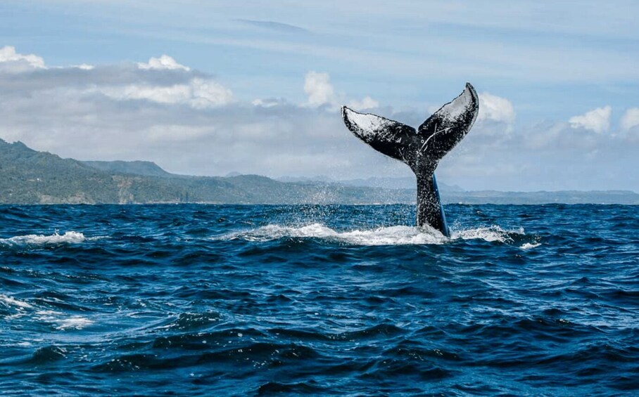 Picture 1 for Activity Sabana de la mar: Private Whale Watching Samana bay