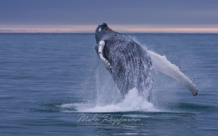 Picture 5 for Activity Sabana de la mar: Private Whale Watching Samana bay