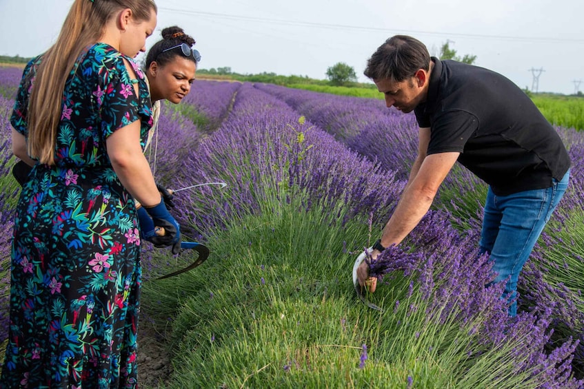 Picture 1 for Activity Flowers picking and essential oil distillation workshop