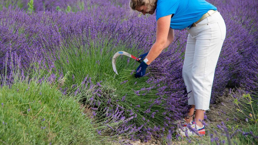 Flowers picking and essential oil distillation workshop