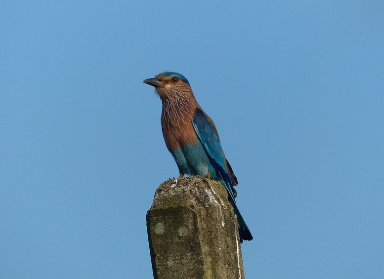 Picture 18 for Activity Sigiriya: Guided Bird Watching and Jungle Tour with Lunch