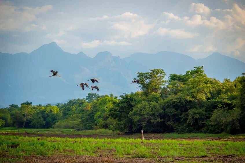 Picture 1 for Activity Sigiriya: Guided Bird Watching and Jungle Tour with Lunch