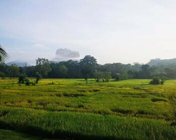 Sigiriya: Guided Bird Watching and Jungle Tour with Lunch