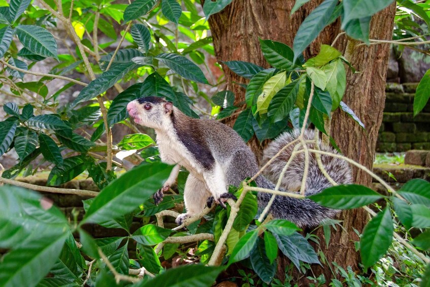 Picture 15 for Activity Sigiriya: Guided Bird Watching and Jungle Tour with Lunch