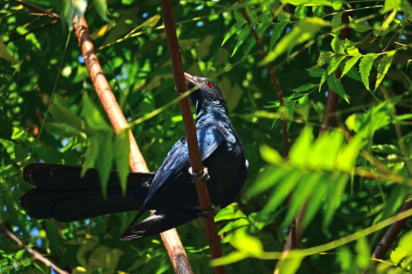 Picture 19 for Activity Sigiriya: Guided Bird Watching and Jungle Tour with Lunch