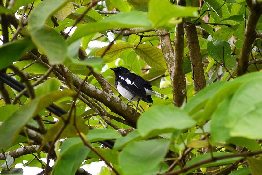 Picture 10 for Activity Sigiriya: Guided Bird Watching and Jungle Tour with Lunch