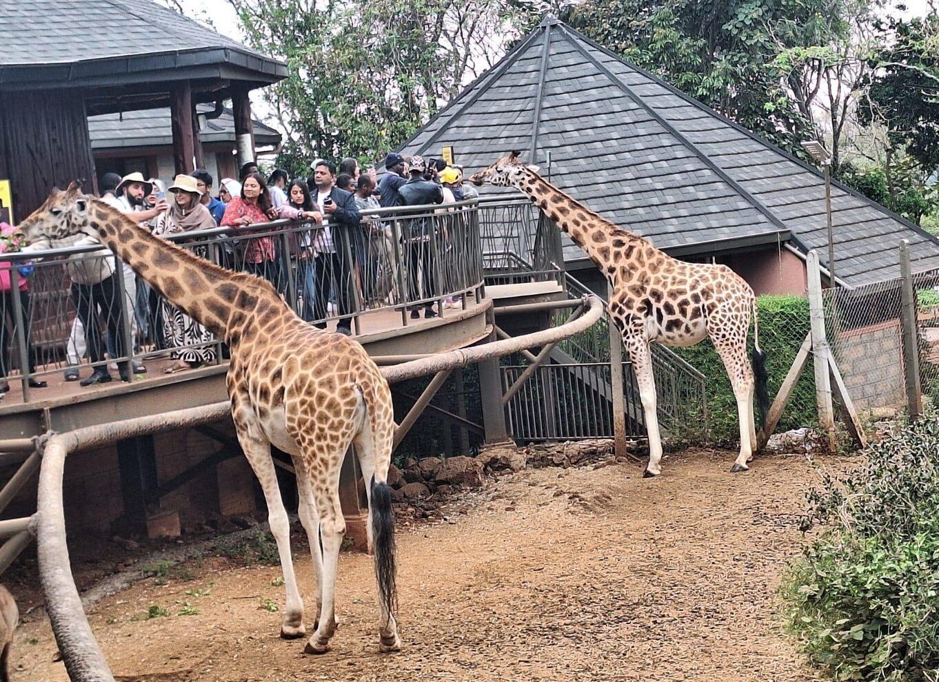 Nairobi Giraffe Center Tour with Karen Blixen & Kobe Beads
