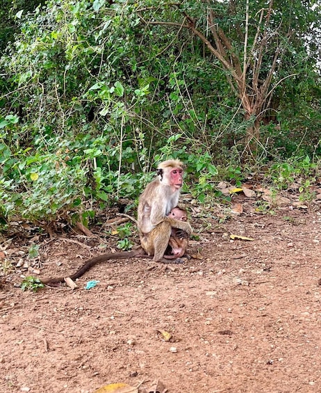 Picture 15 for Activity From Kandy: Sigiriya Rock Dambulla & Minneriya park Day Trip