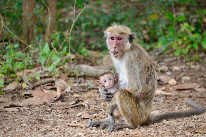 Picture 13 for Activity From Kandy: Sigiriya Rock Dambulla & Minneriya park Day Trip