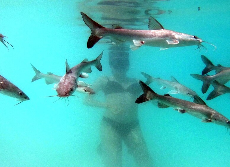 Picture 5 for Activity Bacalar: Magnificent Bacalar Lagoon Exclusive Boat Tour