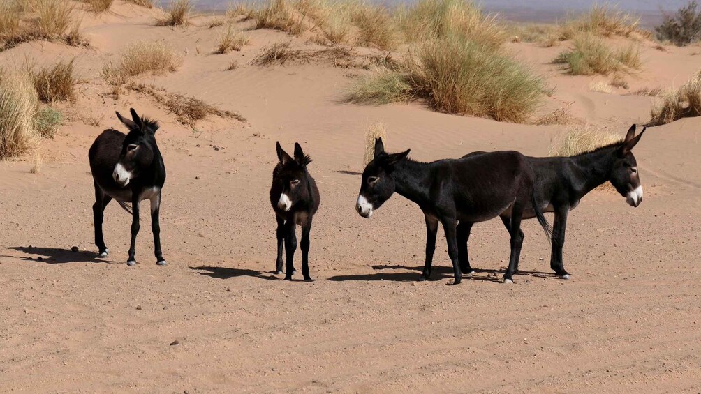 Picture 6 for Activity From Agadir/Taghazout: Sahara Sand Dunes with Transfer