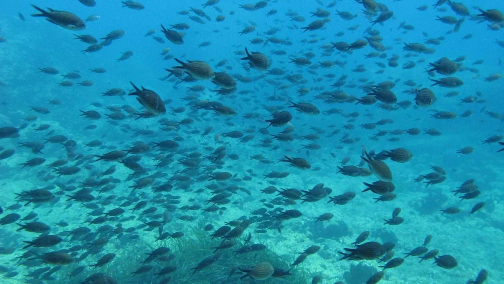 Picture 11 for Activity Halkidiki: Kassandra Scuba Beginner Diving Class
