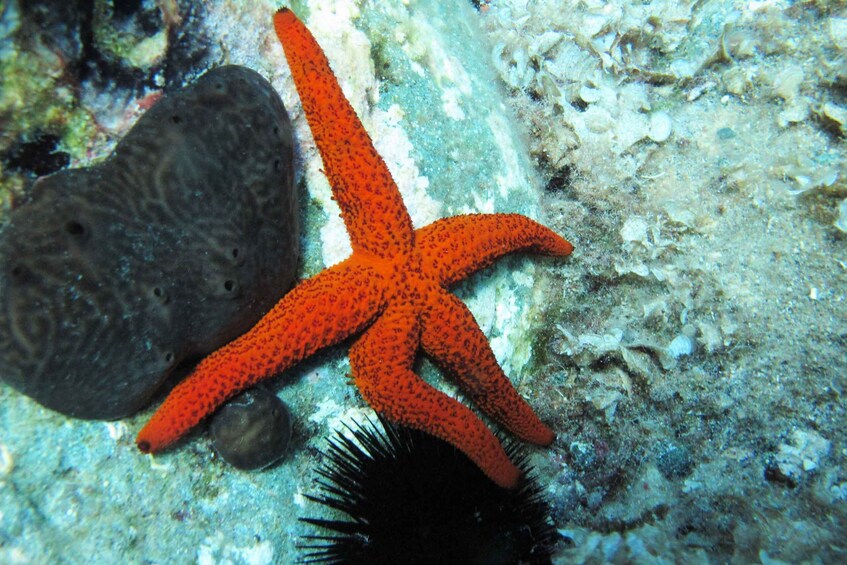 Picture 3 for Activity Halkidiki: Kassandra Scuba Beginner Diving Class