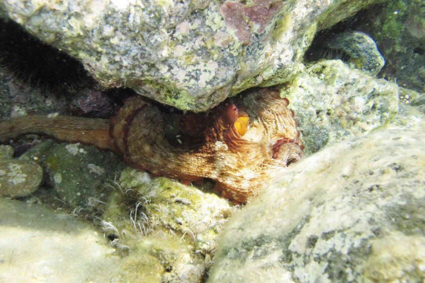 Picture 5 for Activity Halkidiki: Kassandra Scuba Beginner Diving Class