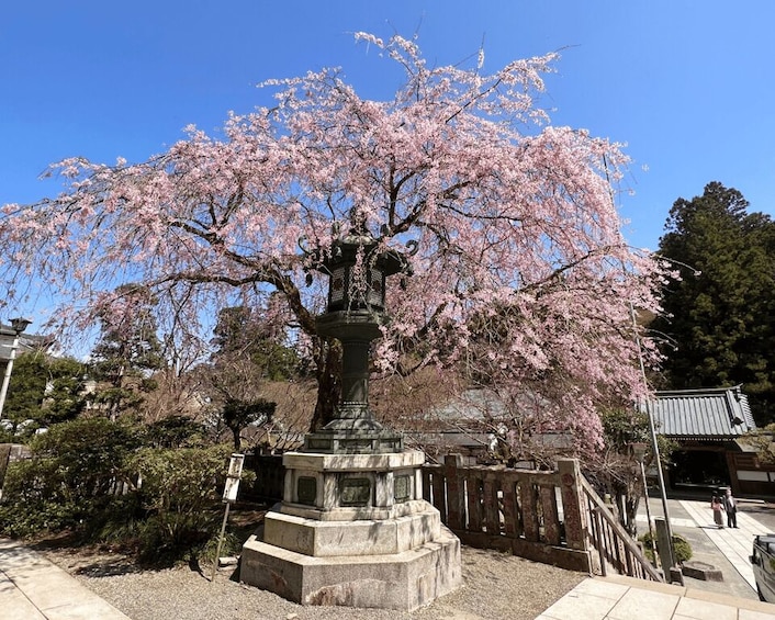 Picture 7 for Activity Fm Odawara: Forest bathing and onsen with healing power