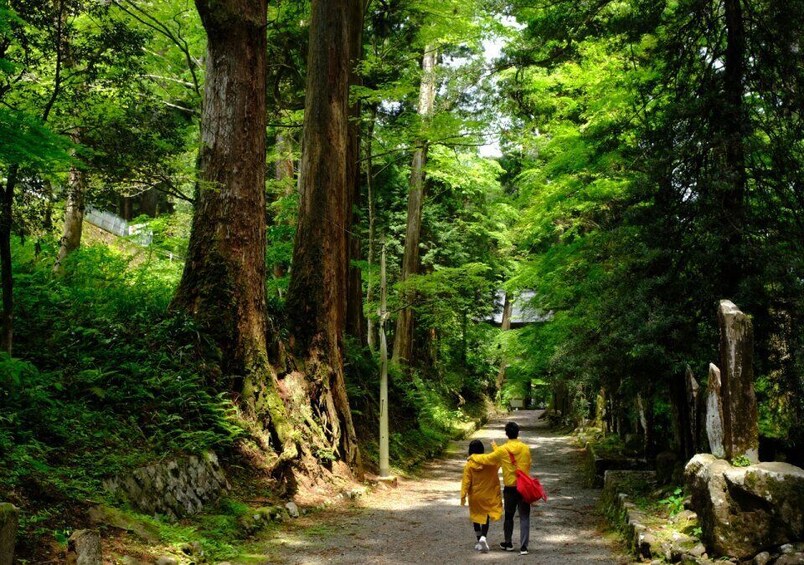 Picture 4 for Activity Fm Odawara: Forest bathing and onsen with healing power