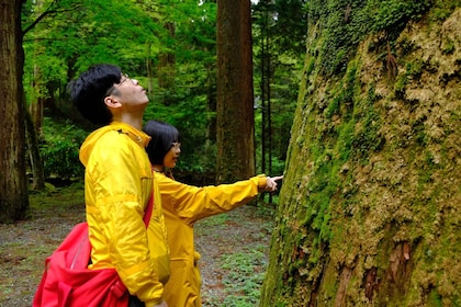 Fm Odawara: Forest bathing and onsen with healing power