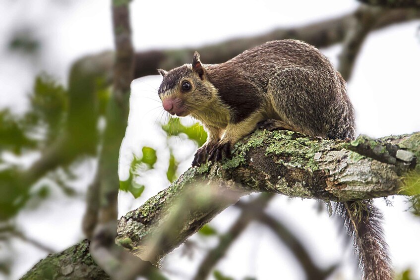 Picture 4 for Activity Yala National Park Tour in Golden Hours