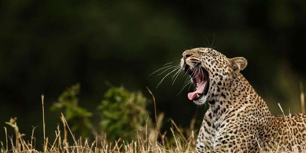 Yala National Park Tour in Golden Hours
