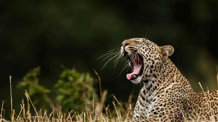 Yala National Park: Half day Or Full day Leopard Safari Tour