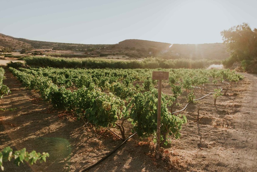 Picture 3 for Activity Milos Island: Kostantakis Winery Wine Tasting Experience