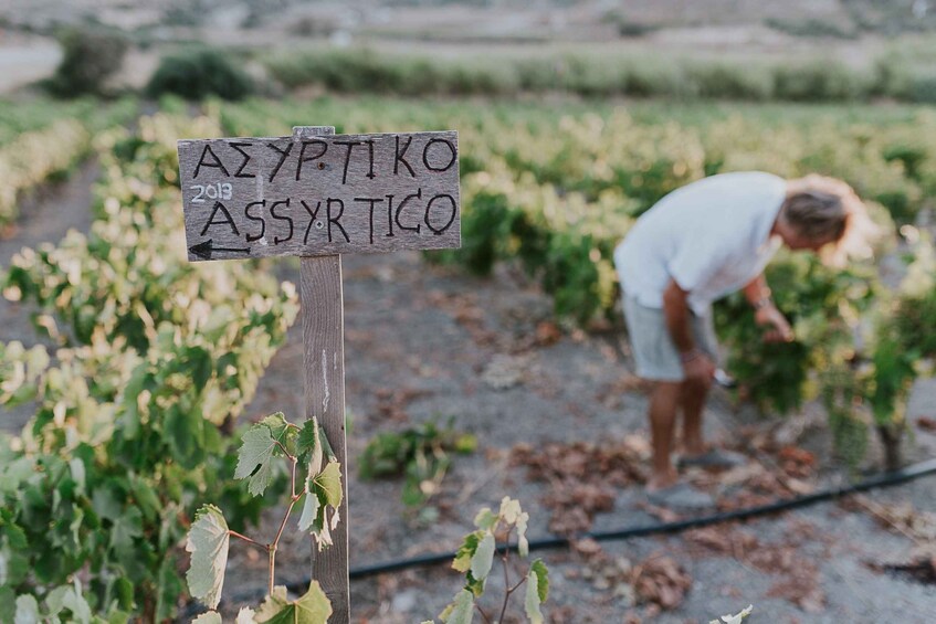 Picture 8 for Activity Milos Island: Kostantakis Winery Wine Tasting Experience