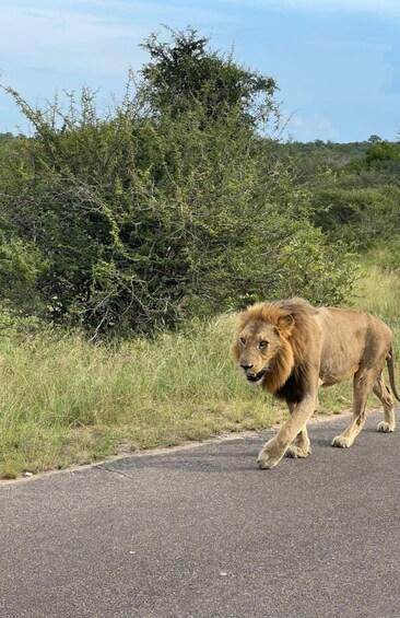Picture 3 for Activity 4 Day Kruger Park and Panorama Route Tour