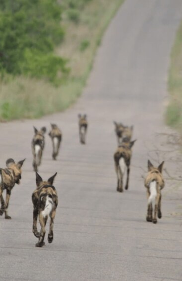 Picture 5 for Activity 4 Day Kruger Park and Panorama Route Tour