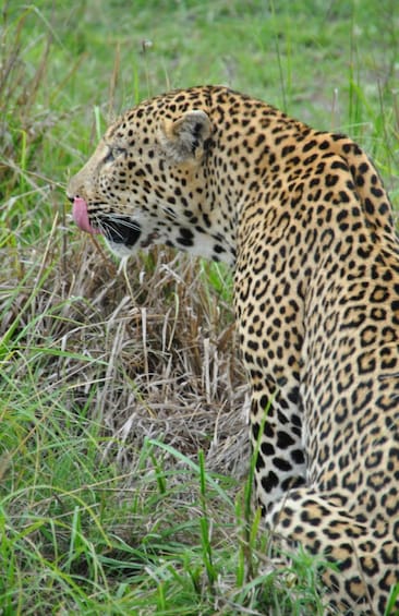 Picture 1 for Activity 4 Day Kruger Park and Panorama Route Tour