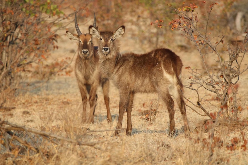 Picture 13 for Activity Hwange National Park Private Wildlife Safari