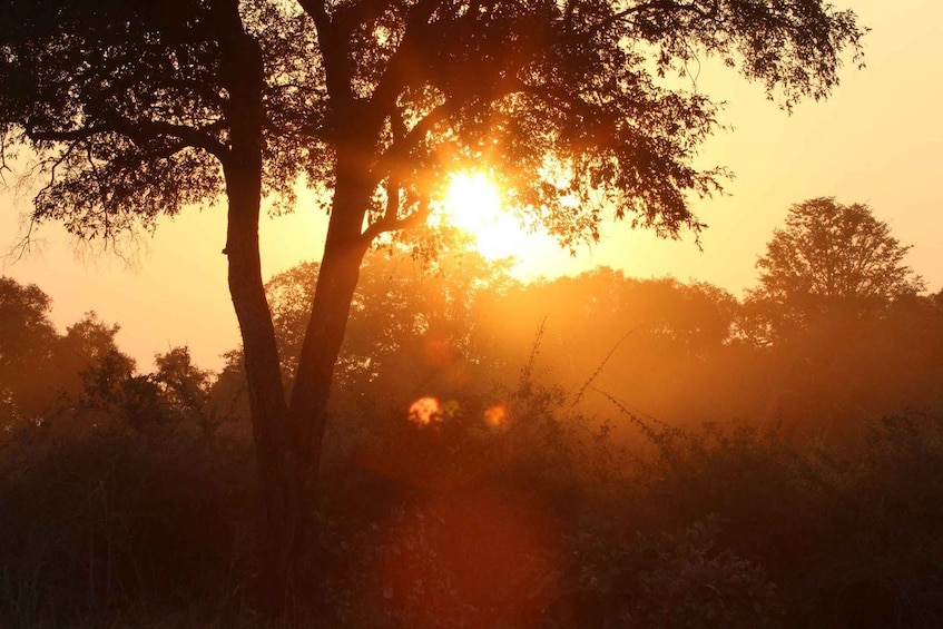 Picture 16 for Activity Hwange National Park Private Wildlife Safari