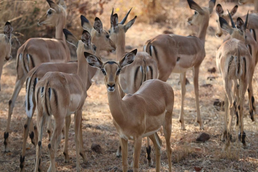 Picture 7 for Activity Hwange National Park Private Wildlife Safari