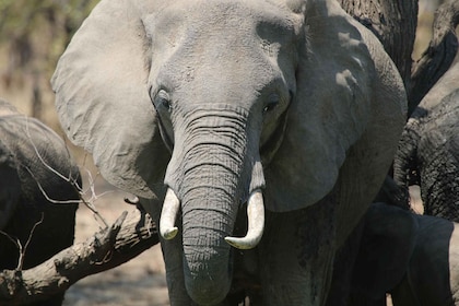 Hwange National Park Private Wildlife Safari