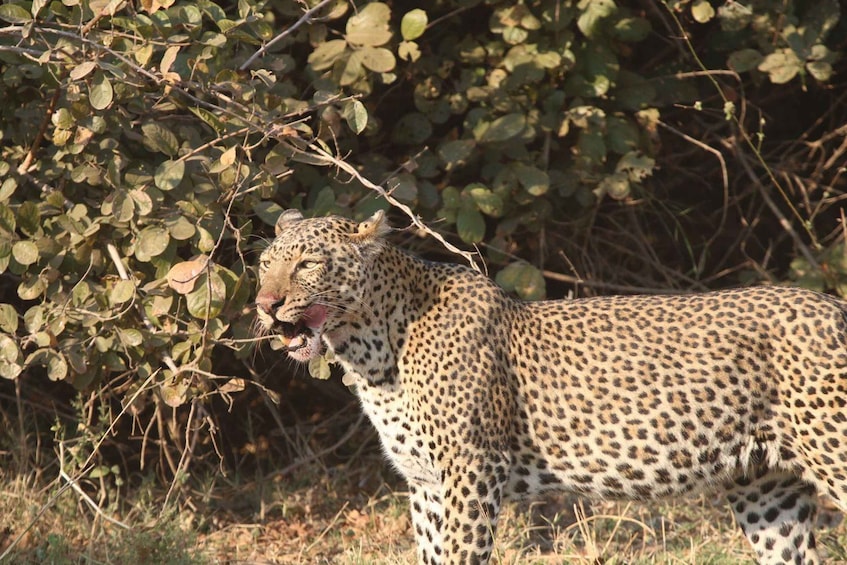 Picture 11 for Activity Hwange National Park Private Wildlife Safari