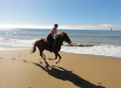 Desde Essaouira: recorrido a caballo con campamento bereber nocturno