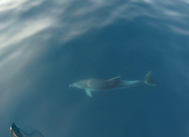 Picture 3 for Activity Poreč: Dolphin Spotting Cruise with Included Drinks