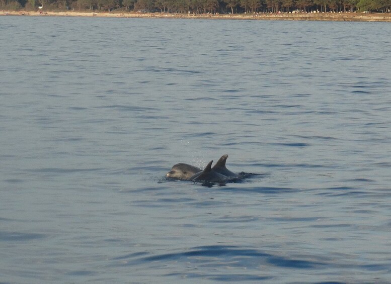 Picture 5 for Activity Poreč: Dolphin Spotting Cruise with Included Drinks