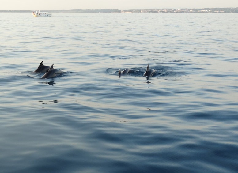 Picture 12 for Activity Poreč: Dolphin Spotting Cruise with Included Drinks