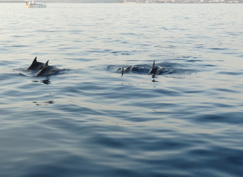 Picture 12 for Activity Poreč: Dolphin Spotting Cruise with Included Drinks