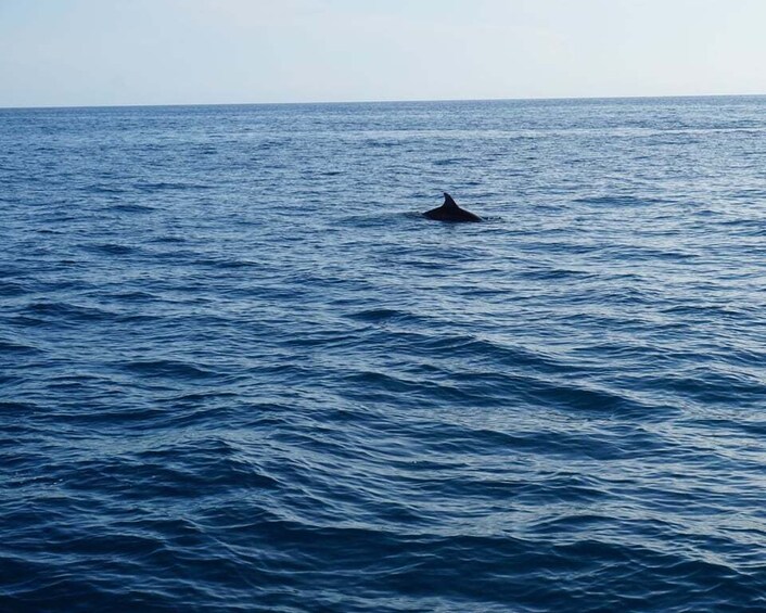 Picture 9 for Activity Poreč: Dolphin Spotting Cruise with Included Drinks