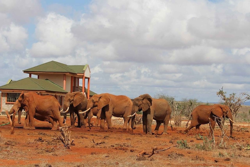 Private Day Tour of Tsavo East National Park from Mombasa