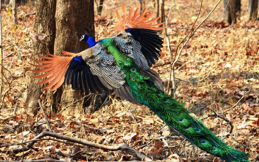 Picture 5 for Activity Madhya Pradesh: Satpura National Park Guided Jeep Safari