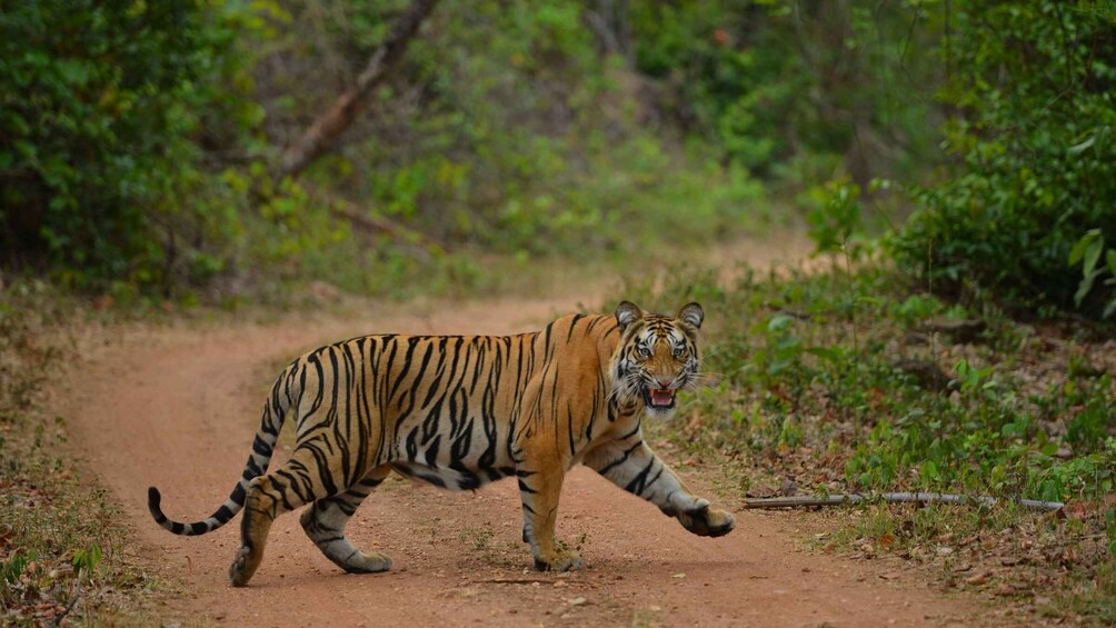 Picture 6 for Activity Madhya Pradesh: Satpura National Park Guided Jeep Safari