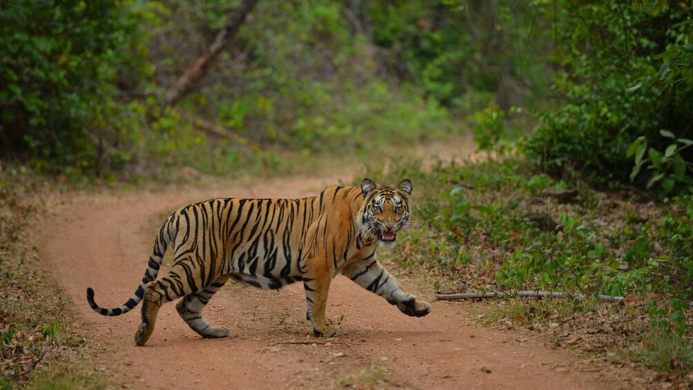 Picture 6 for Activity Madhya Pradesh: Satpura National Park Guided Jeep Safari